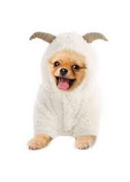 Hunde wissen einfach, was pure glückseligkeit bedeutet! Koeson Halloween Susse Schafhunde Kostume Lamm Haustier Festival Cosplay Bekleidung Welpe Kaltes Wetter Warm Mantel Fur Urlaub Winter Kapuzen Jumpsuit Outfit Fur Kleine Hunde Katzen Beige S Jetzt Unschlagbar Gunstig