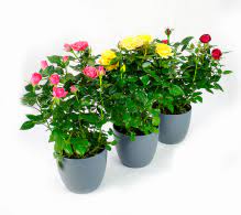 Comanda online plante decorative, plante de apartament, plante de gradina si accesorii (fertilizanti, pamant flori, ghivece inteligente) la cele mai bune preturi, cu livrare rapida oriunde in tara! Flori De Gradina Perene De Exterior Flowertime Ro