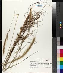 Image result for Aristida pilgeri