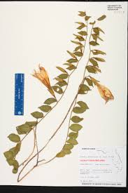 Image result for Bonamia spectabilis