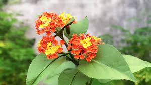 Lantana Flower Allergy Best Flower Wallpaper