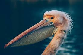 Maybe you would like to learn more about one of these? What Are The Uk S Most Endangered Animals Firemizer