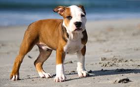 The pitbull is a popular dog that has graced tv and movie screens, advertisements and training videos. The 300 Best Pitbull Names For Your New Puppy