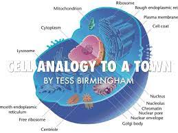Back to 20 animal cell worksheet pdf. Cell Analogy By Teresa Birmingham