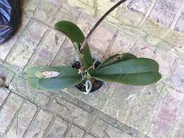 Orchid Leaf Spots This Could Be One Of A Number Of Things It Looks Like It Could Be Bacterial Black Or Bro Brown Spots On Face Best Face Serum Face Hydration