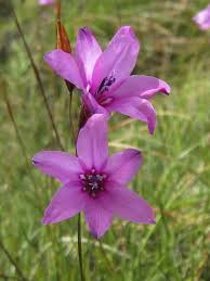 Image result for Dierama formosum × plowesii