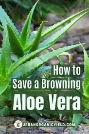 Brown discoloration on the leaves of the aloe vera often indicate care. Can My Browning Aloe Vera Be Saved Aloe Plant Aloe Vera Plant Aloe