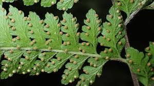 Image result for Microlepia