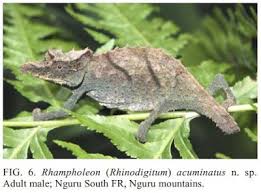 Image result for Xymalos monospora