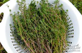 We did not find results for: How To Grow Thyme