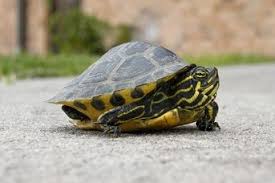 Peninsula Cooter Pseudemys Floridana Peninsularis Buy Peninsula Cooter Now And Save Cooter Turtle Box Turtle