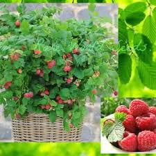 The raspberry is a bush with long stems that is grown on a trellis or support system for maximum yield and ease of picking. Rare Dwarf Raspberry Fruit Tree 30 Seeds Combined Shipping Etsy Rare Seeds Fruit Trees Patio Pots