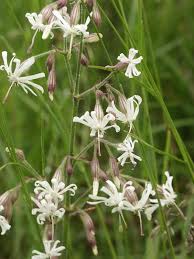 Image result for Silene burchellii