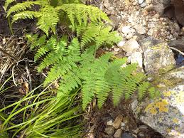 Image result for Hypolepis sparsisora