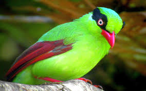 Here are some great collection of beautiful and cute animal wallpapers. Beautiful Bird Wallpapers High Quality