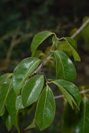 Image result for Combretum psidioides