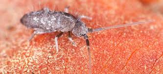 Check spelling or type a new query. 5 Ways To Kill Springtails In Your Home Doityourself Com
