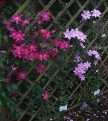 Check spelling or type a new query. Clematis Comtesse De Bouchaud Friedrich M Westphal Clematiskulturen