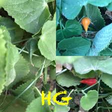 Image result for Kedrostis foetidissima