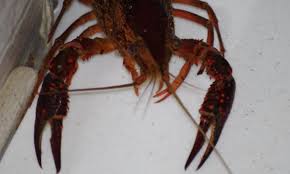 Crayfish (and indeed shelled animals generally) do best in hard water. Crayfish Suffer From Stress And Anxiety In The Same Way Humans Do Daily Mail Online