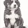 Drawing a bernese mountain dog with with color pencils through our step by step tutorial with video. 1