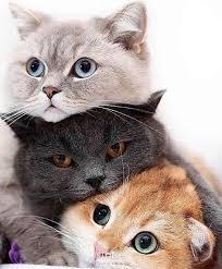 Rp 900.000 + kandang kucingkucing anggora lucu umur 1 tahun, lincah, sehat dan pintar. Gambar Kucing Lucu Dan Menggemaskan