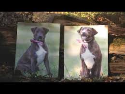 The pitbull lab mix is a cross between a labrador and a pitbull terrier. Dog For Adoption B Dawg A Pit Bull Terrier Labrador Retriever Mix In Camp Hill Al Petfinder
