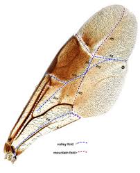 Check spelling or type a new query. Researchers Find Unique Fore Wing Folding Among Sub Saharan African Ensign Wasps Penn State University