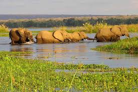 Check spelling or type a new query. Schlimmste Erfahrung Unseres Lebens Okavango Delta Maun Reisebewertungen Tripadvisor