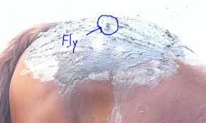 What Is The Most Effective Fly Spray For Horses Out There Right Now Official Site Of Stacy Westfall