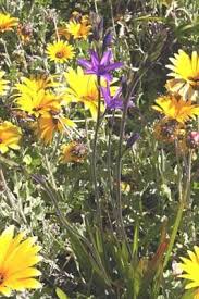 Image result for Babiana