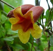 Image result for Bignonia capreolata