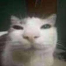 evil cat