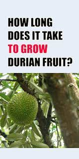 How Long Does It Take To Grow Durian Fruit Durian Durian Tree Fruit