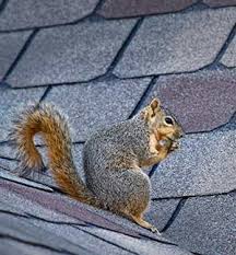 We did not find results for: Prevent Squirrels Accessing Your Attic Queen Bee Of Honey Dos