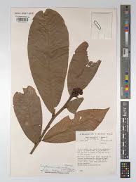 Image result for Campylospermum vogelii