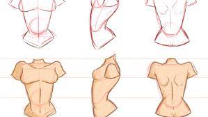 Female body deconstructed by anatomy4sculptors on deviantart. How To Draw The Female Torso Creating A Dynamic Character Patricia Caldeira Skillshare