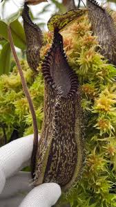 Image result for Nesaea heptamera