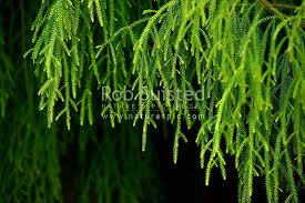 Image result for Dacrydium cupressinum
