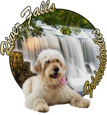 Hours may change under current circumstances G A N A Goldendoodle Association Of North America Certified Blue Ribbon Breeder Genetic Health Tested By Paw Prints Goldendoodle Puppy Adoption River Falls