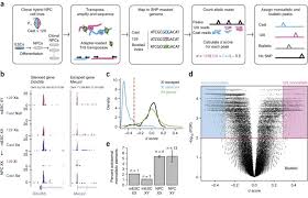 P2 + 2pq + q2 = 1 p + q = 1 p = frequency of the dominant allele in the population q = frequency of the recessive allele in the population. Landscape Of Monoallelic Dna Accessibility In Mouse Embryonic Stem Cells And Neural Progenitor Cells Nature Genetics
