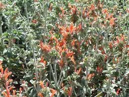 Image result for Dicliptera pumila