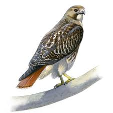 Hawks New York Birds Of Prey Pictures Pin On Art