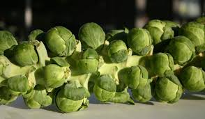 Consequently, gardeners typically are not advised to sow seeds directly into the garden. Brussels Sprouts Difficulties Gardeners Tips