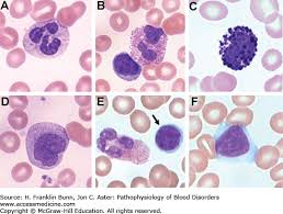 introduction to blood and hematopoietic tissues