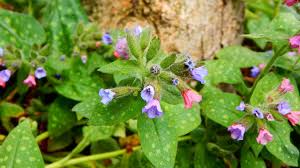 Lungenkraut Anwendung Wirkung Und Anbau Der Heilpflanze Utopia De Diese sieben heilpflanzen & heilkräuter wirken wie natürliche schmerzmittel, natürliche entzündungshemmer und antibiotika: