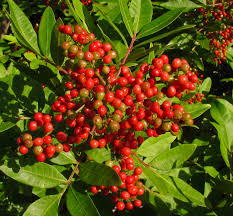 Image result for Triraphis schinzii