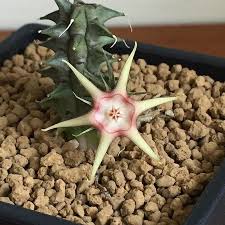Image result for Huernia verekeri