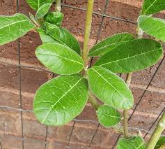 Image result for Cibirhiza