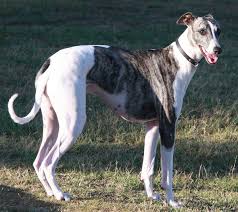 Greyhound Wikipedia Wolna Encyklopedia